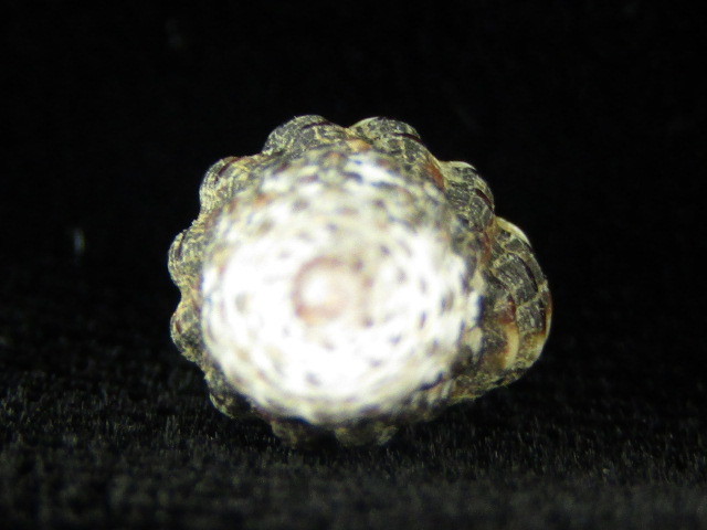 Engina menkeana