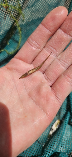 Twig catfish (Acestridium dichromum) — Loricariidae — 2