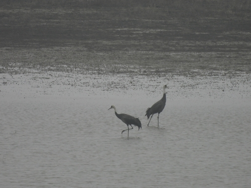 Hooded Crane