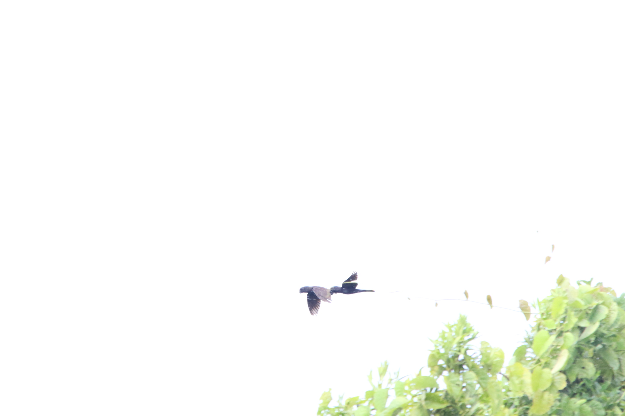 Black Lory (Chalcopsitta atra), photo 1