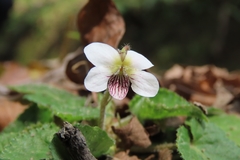 Viola adenothrix