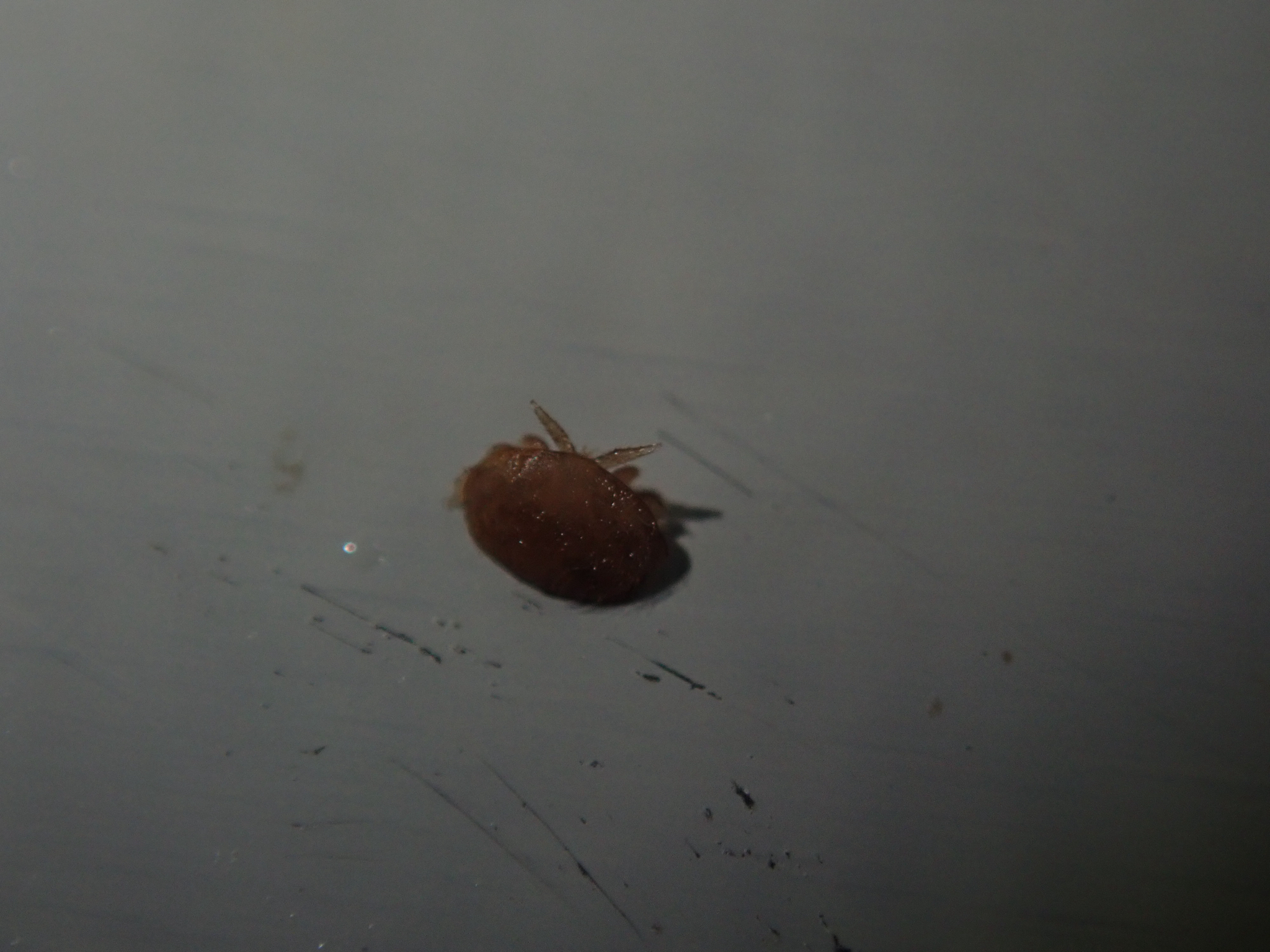 Varroa destructor Anderson & Trueman, 2000