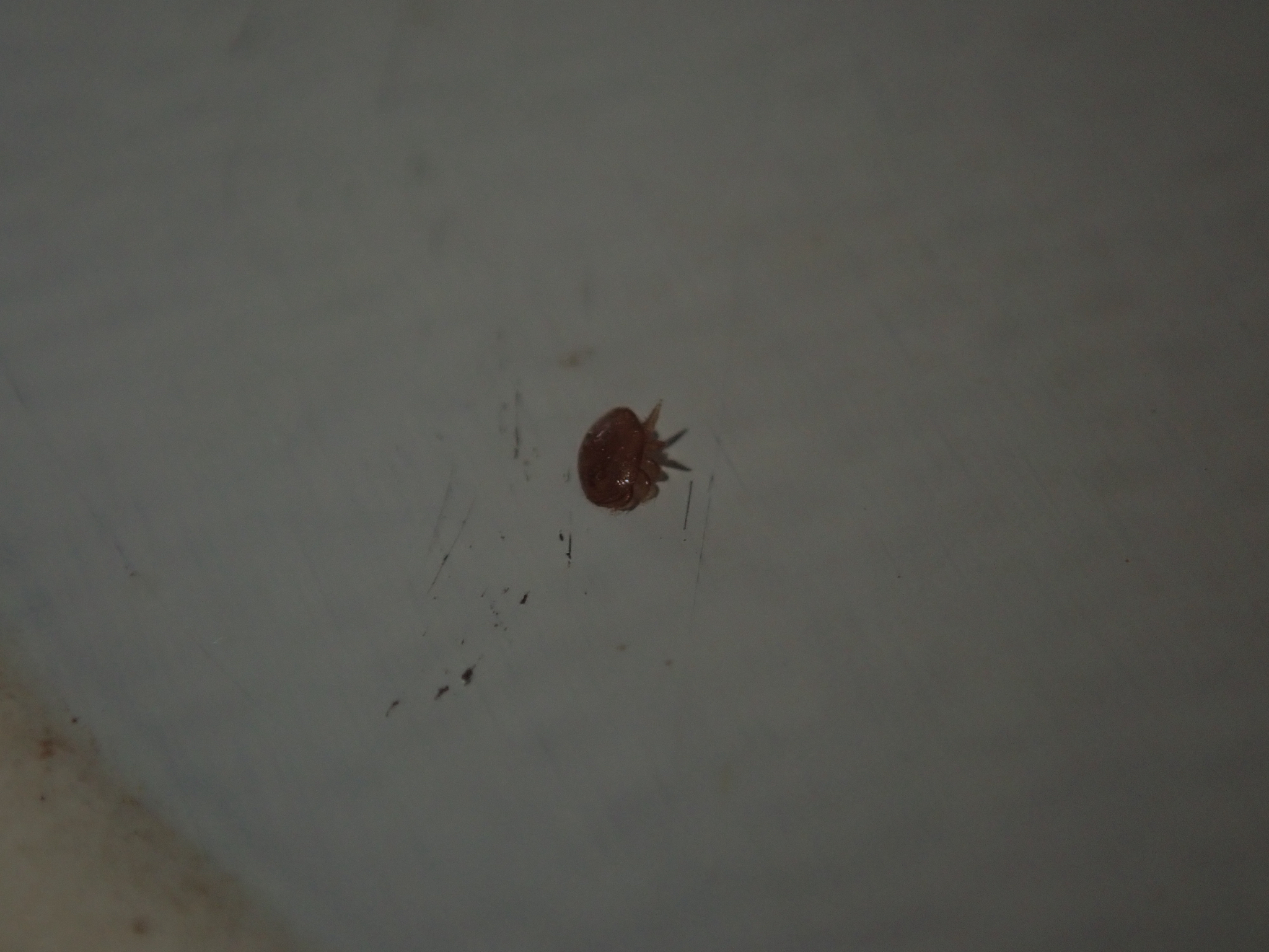 Varroa destructor Anderson & Trueman, 2000