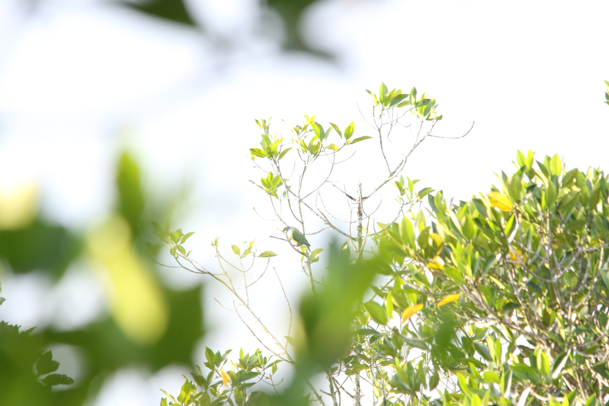 Orange-fronted Fruit Dove (Ptilinopus aurantiifrons), photo 10