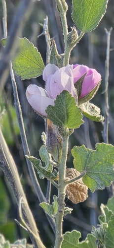 Santa Clarita bushmallow (Malacothamnus marrubioides)