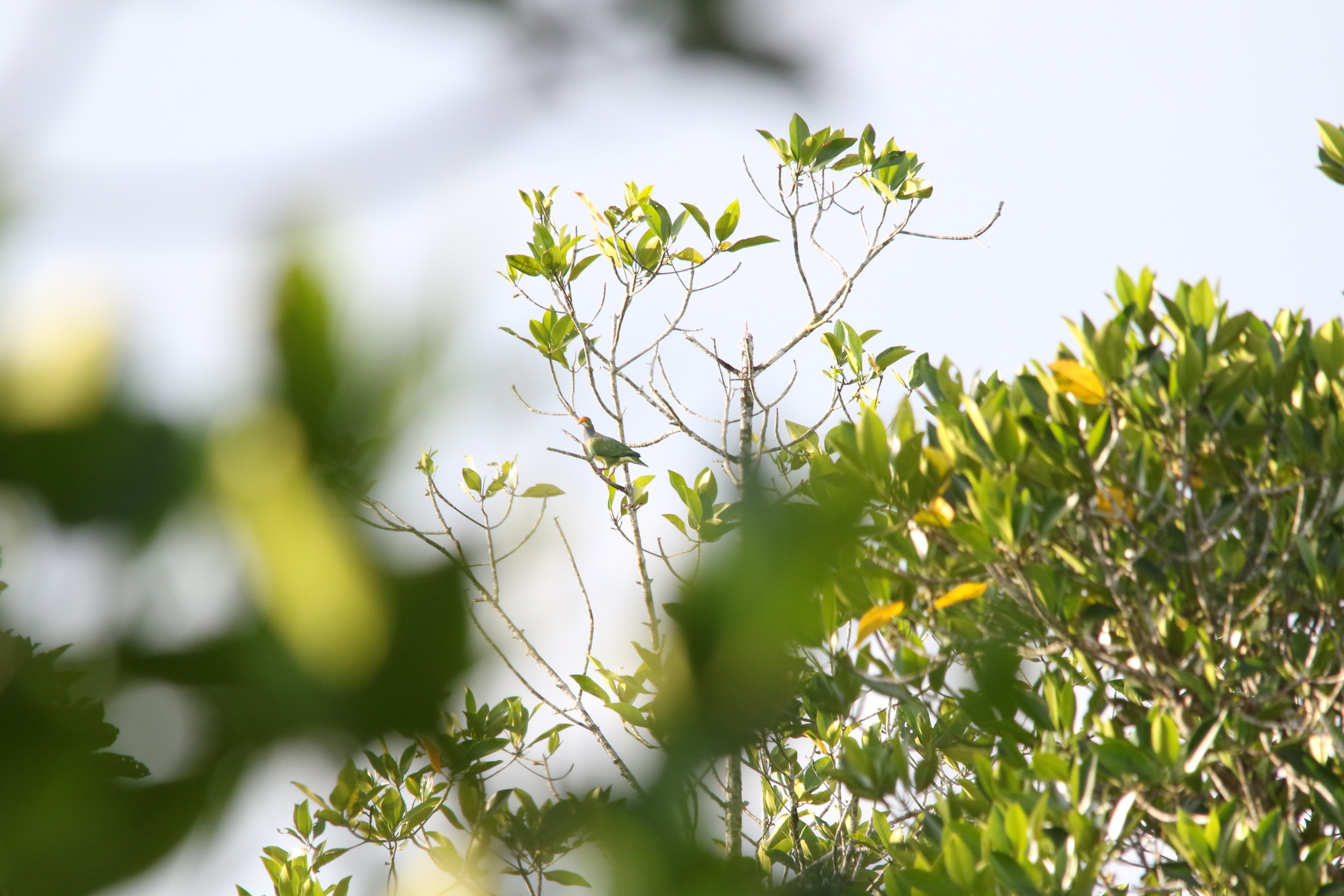 Orange-fronted Fruit Dove (Ptilinopus aurantiifrons), photo 9