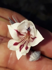 Gladiolus engysiphon