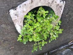 (c) vrxz, some rights reserved (CC BY-SA) Pilea peploides, photograph (c) vrxz, some rights reserved (CC BY-SA)