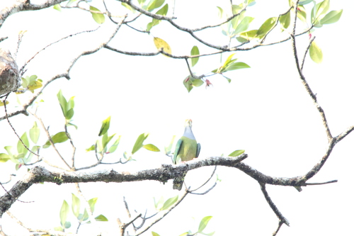 Orange-fronted Fruit Dove (Ptilinopus aurantiifrons), photo 6