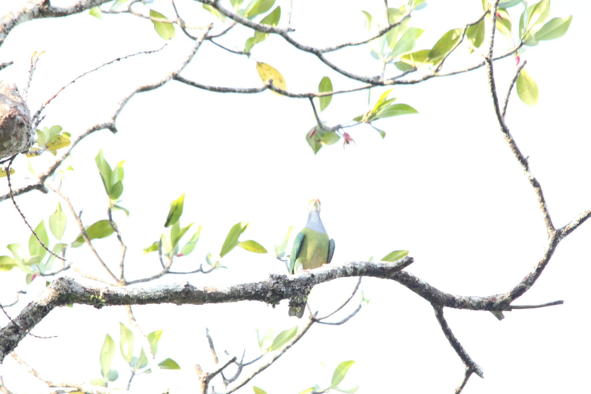 Orange-fronted Fruit Dove (Ptilinopus aurantiifrons), photo 4
