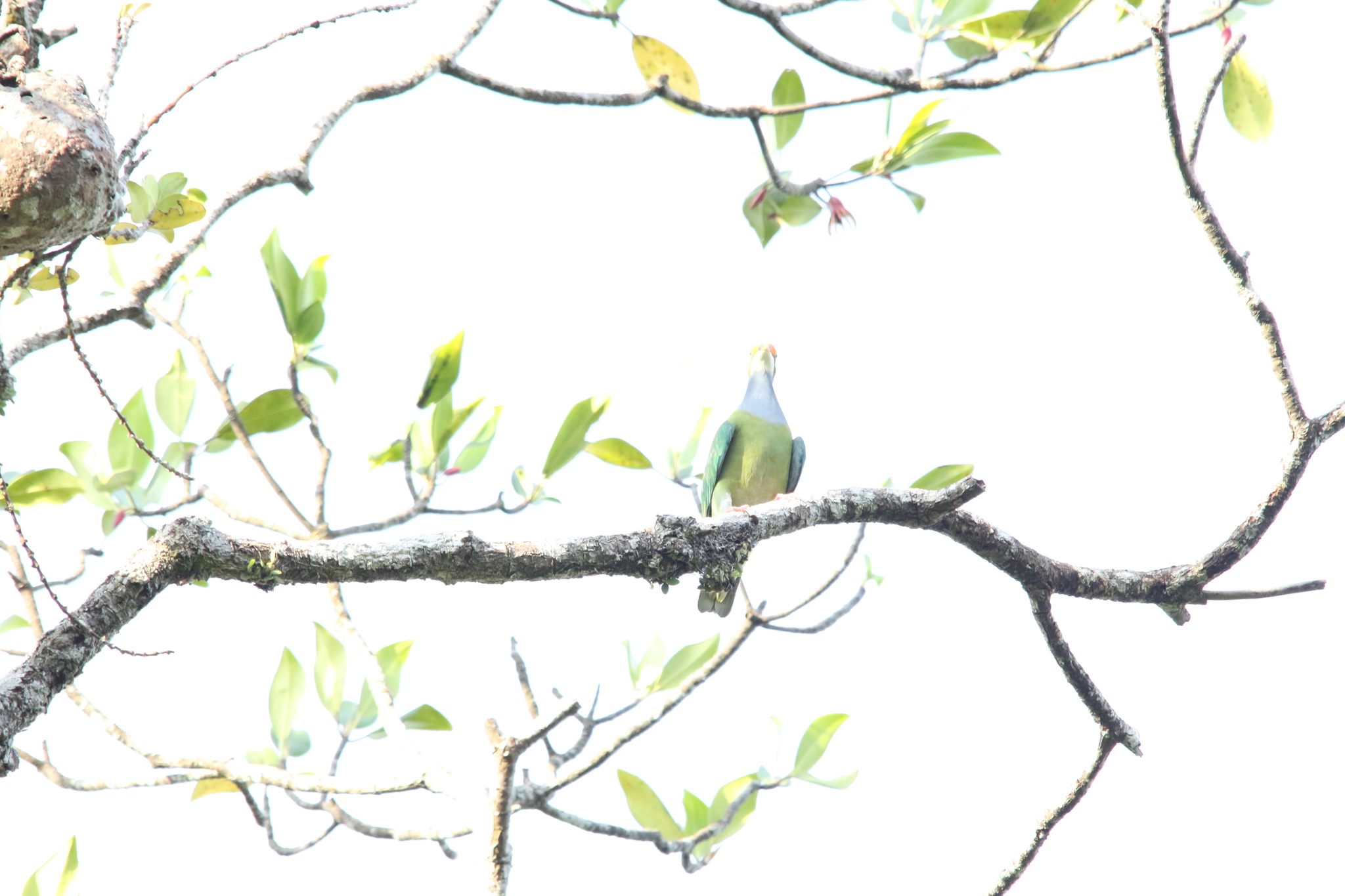 Orange-fronted Fruit Dove (Ptilinopus aurantiifrons), photo 7