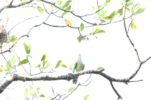 Orange-fronted Fruit Dove (Ptilinopus aurantiifrons), photo 5