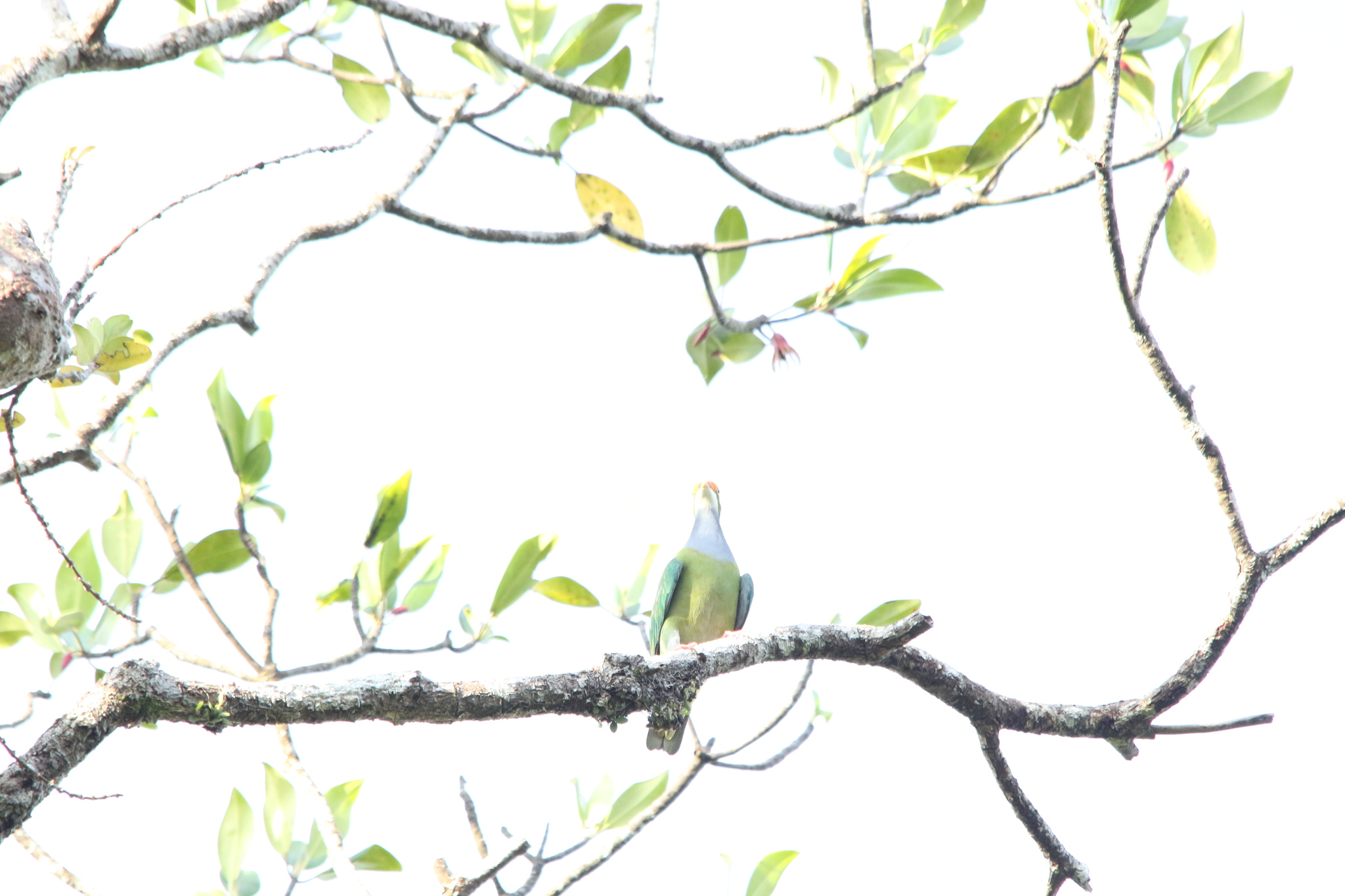 Orange-fronted Fruit Dove (Ptilinopus aurantiifrons), photo 3
