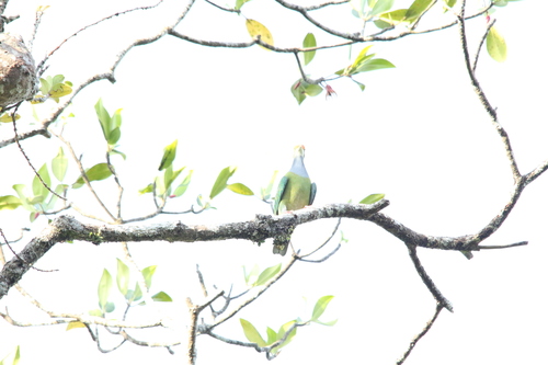 Orange-fronted Fruit Dove (Ptilinopus aurantiifrons), photo 10