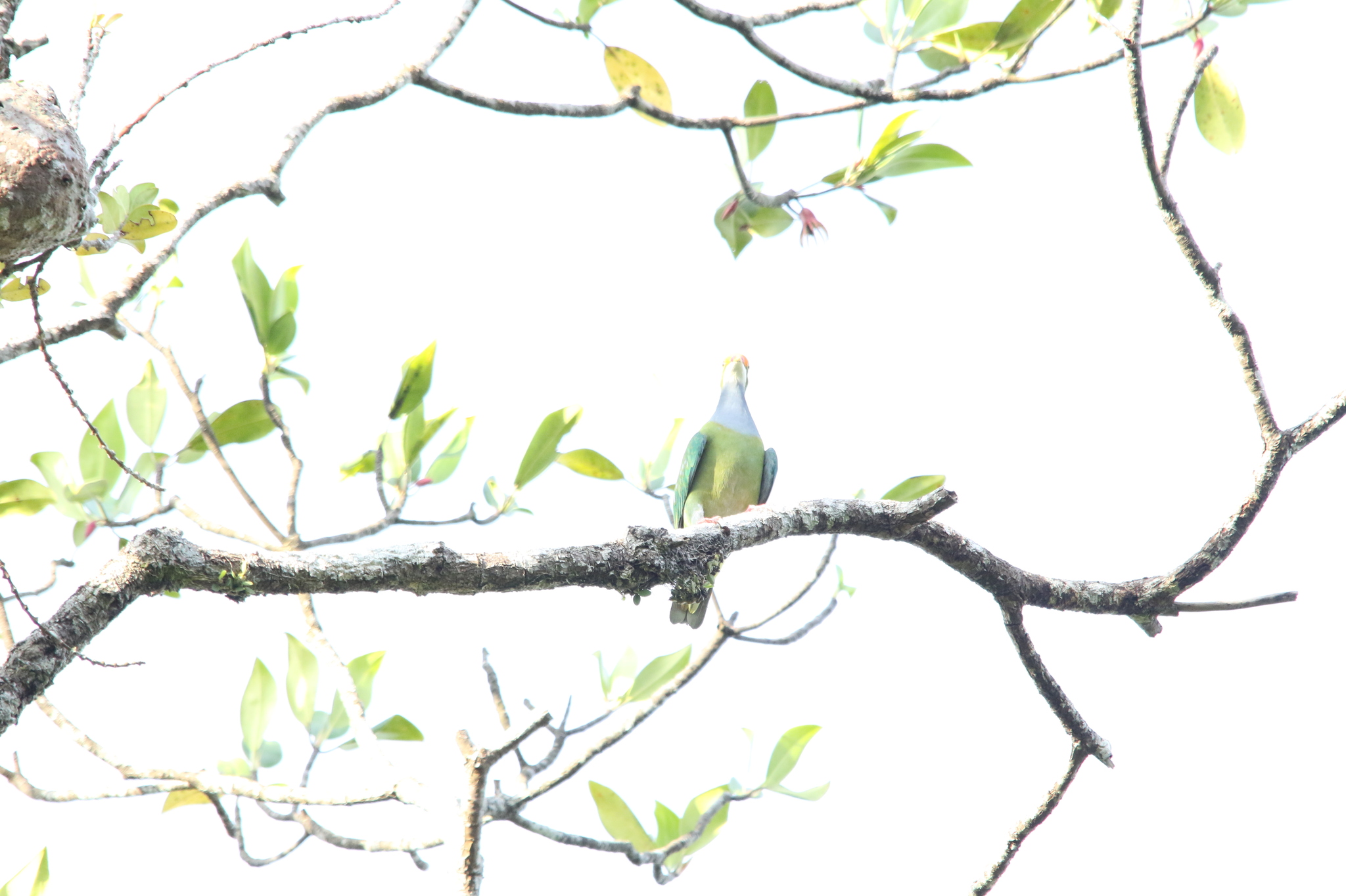 Orange-fronted Fruit Dove (Ptilinopus aurantiifrons), photo 8