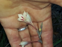 Gladiolus engysiphon