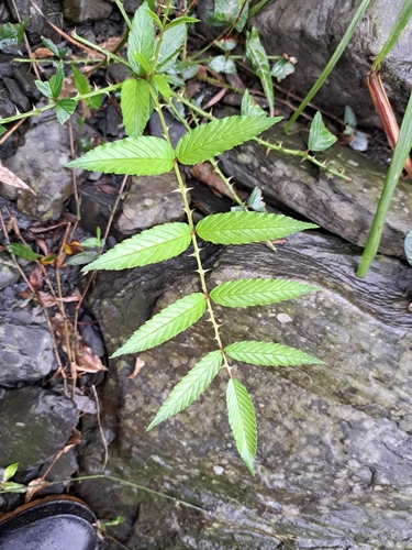 ATHERTON RASPBERRY (Rubus fraxinifolius)