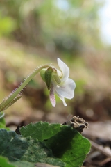 Viola adenothrix