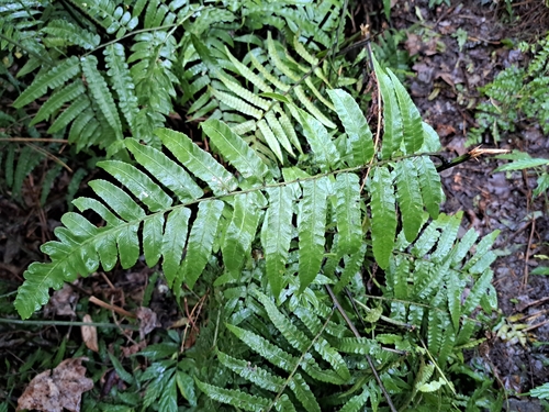 Widened Twin-sorus Fern (Diplazium dilatatum)