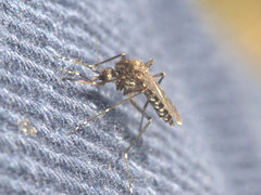Aedes vigilax