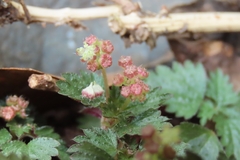Nanocnide japonica