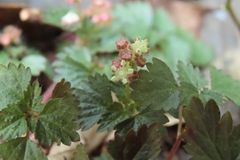Nanocnide japonica