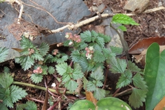Nanocnide japonica