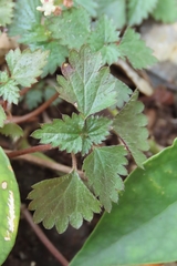 Nanocnide japonica