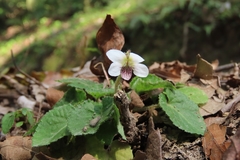 Viola adenothrix