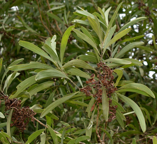 Acacia polystachya observed 2025-12-04