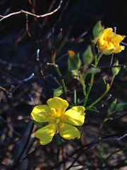Crocanthemum scoparium