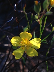 Crocanthemum scoparium