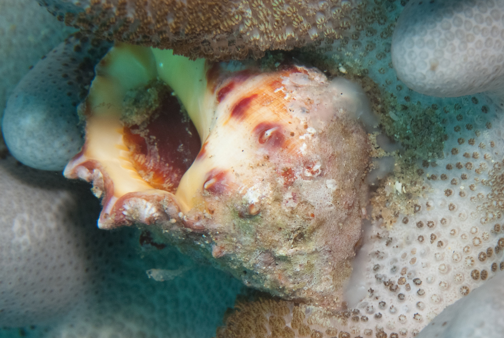 Alou rock shell