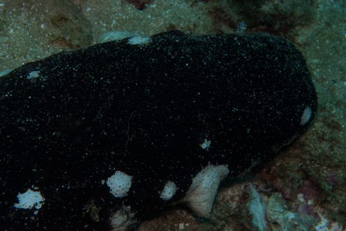 Holothuria nobilis observed 2026-02-07