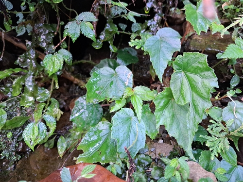 Formosana begonia (Begonia formosana)