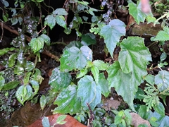Begonia formosana, photograph (c) vrxz, some rights reserved (CC BY-SA)