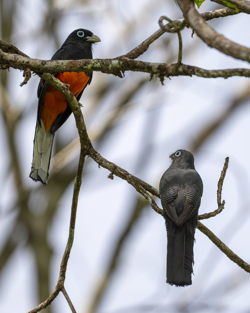 Baird's Trogon (Trogon bairdii) photo
