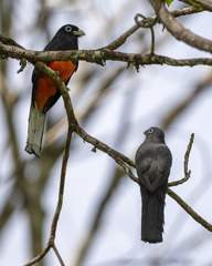 Baird's Trogon photo 1