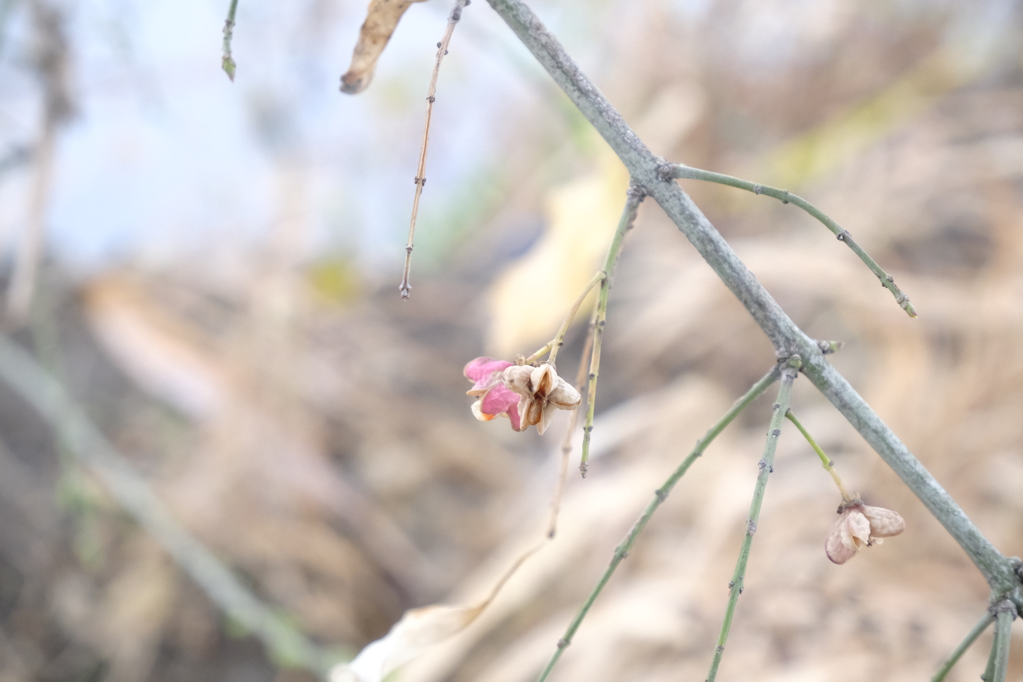 Bunge's Spindle (Euonymus maackii)