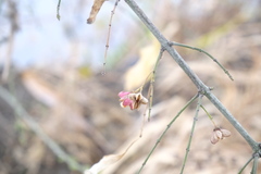Bunge's Spindle (Euonymus maackii)