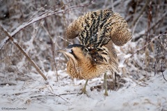 Eurasian Bittern photo 4