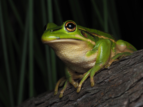 Golden Bell Frog, Ranoidea aurea