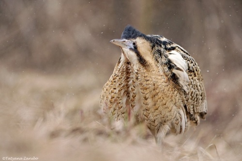 Bittern