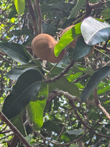 Aglaia cucullata observed 2026-02-25