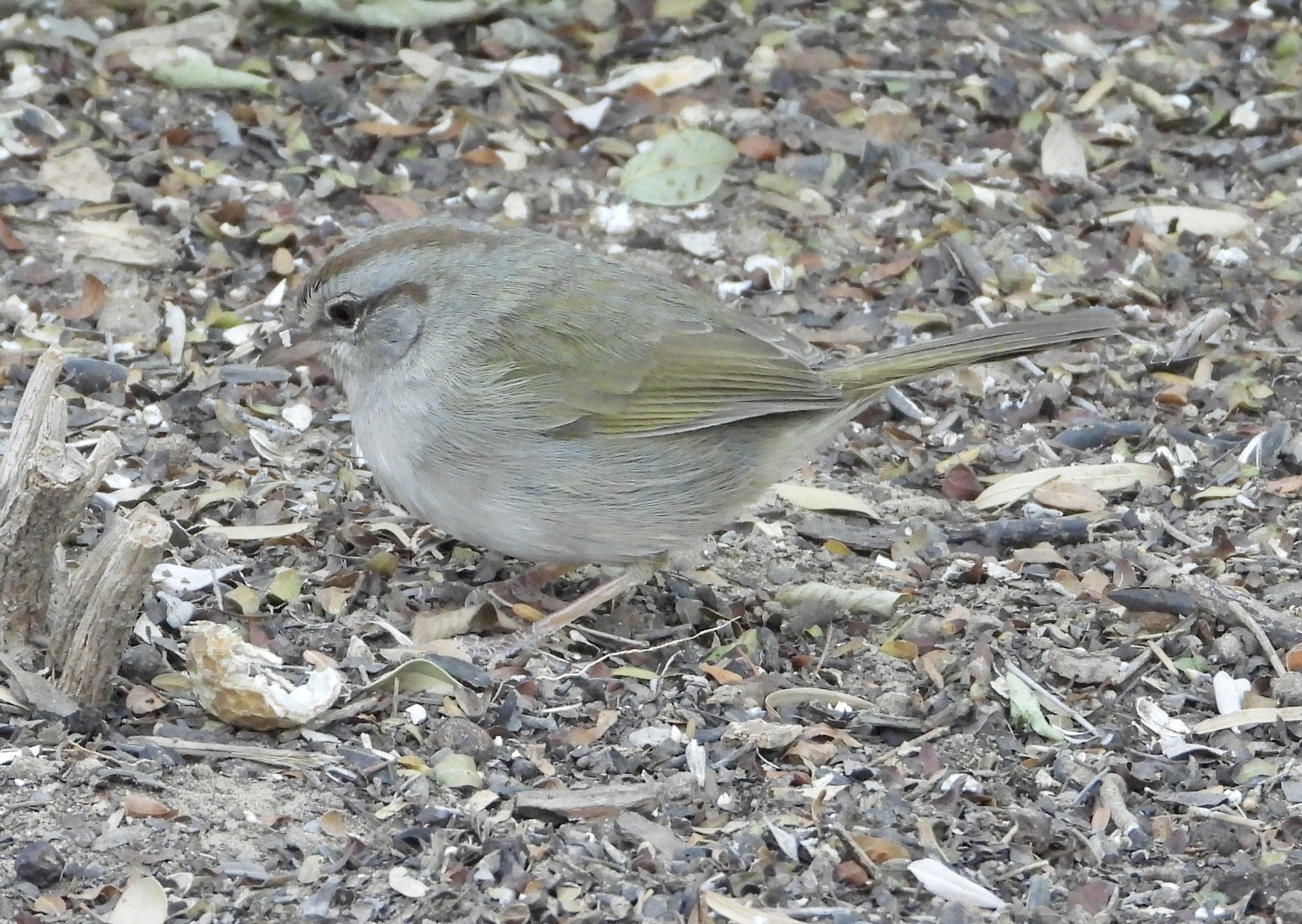 Olive Sparrow (Arremonops rufivirgatus), photo 6