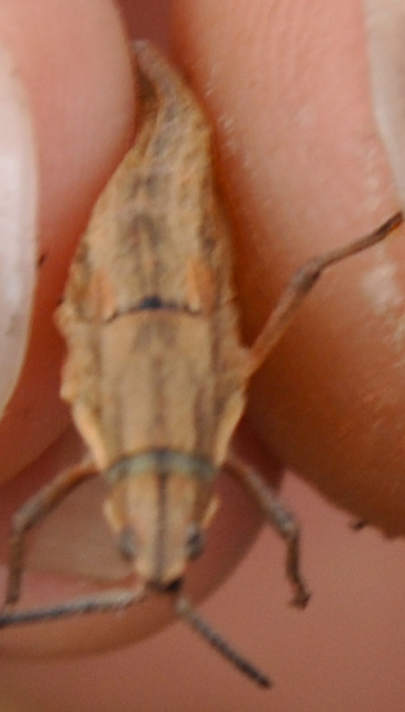 Pyrgomorphella