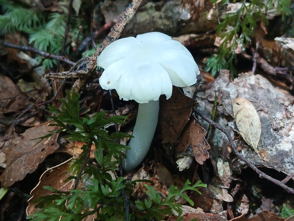 Humidicutis mavis · February 2026 · photo: © claire_grace83 (iNaturalist, cc-by)