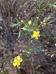 Crocanthemum scoparium