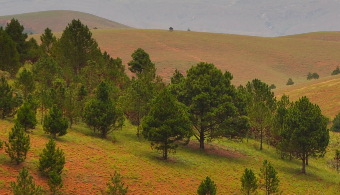 Image of Pinus kesiya by (c) Josip Skejo, some rights reserved (CC BY)