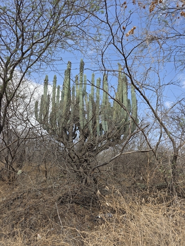 candelabro (Pachycereus weberi)